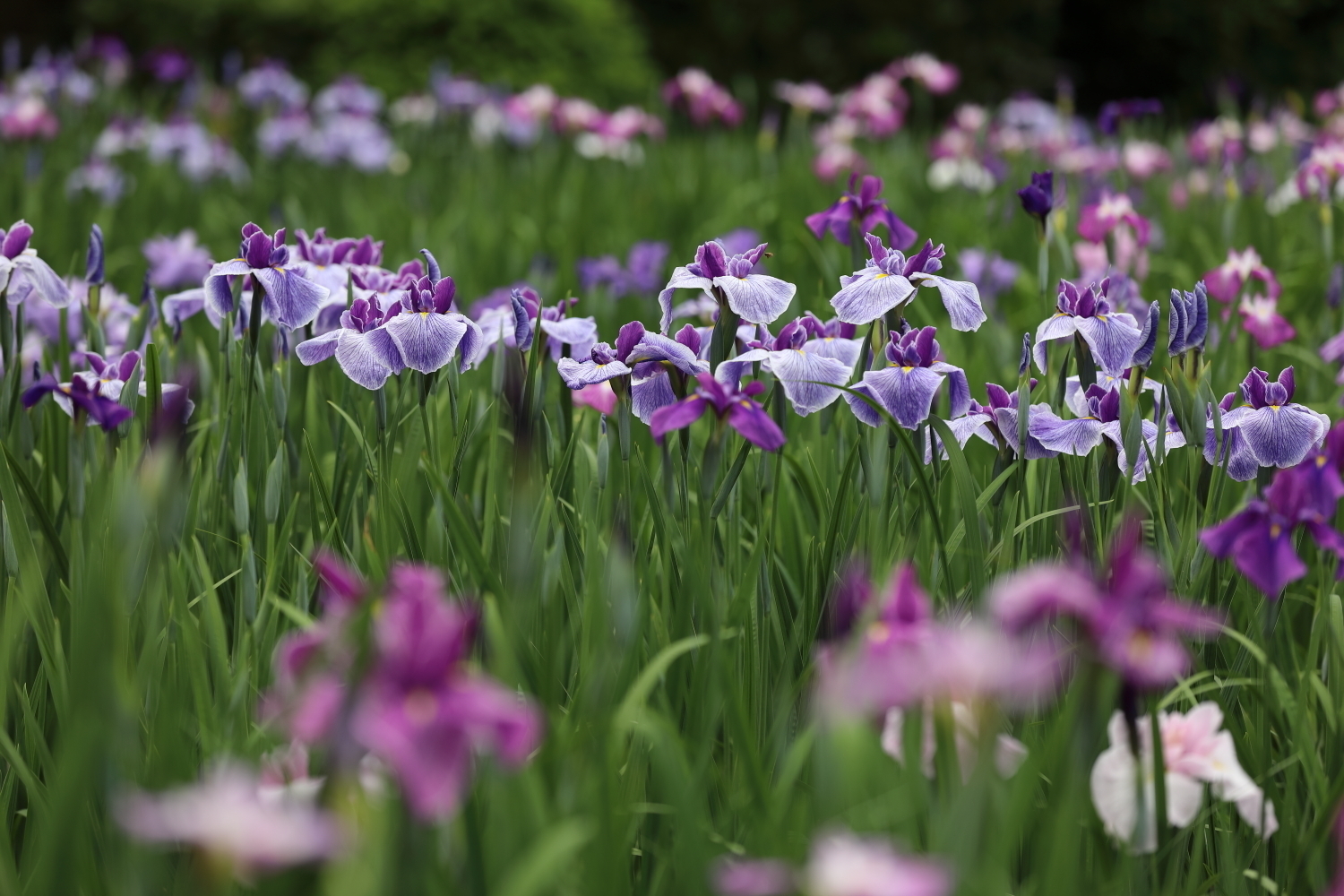 染谷花しょうぶ園の菖蒲 花が咲く風景の写真と オマケjcw