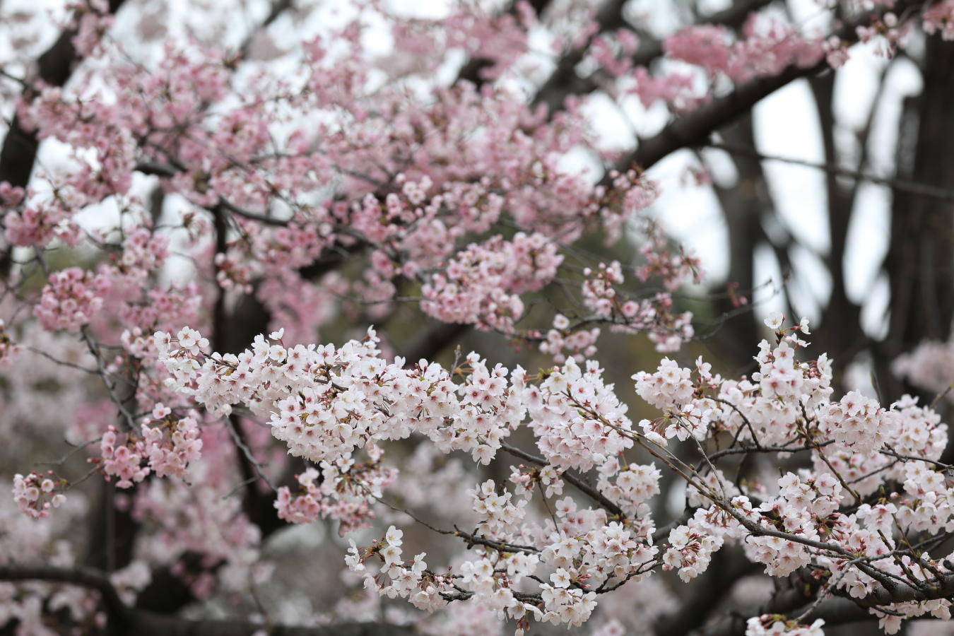 新座市、栄緑道の桜: 花が咲く風景の写真と、オマケJCW