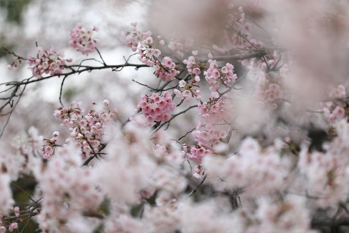 新座市、栄緑道の桜: 花が咲く風景の写真と、オマケJCW
